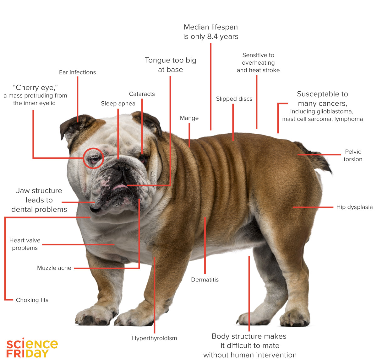 Is a Healthier English Bulldog Possible? - Science Friday