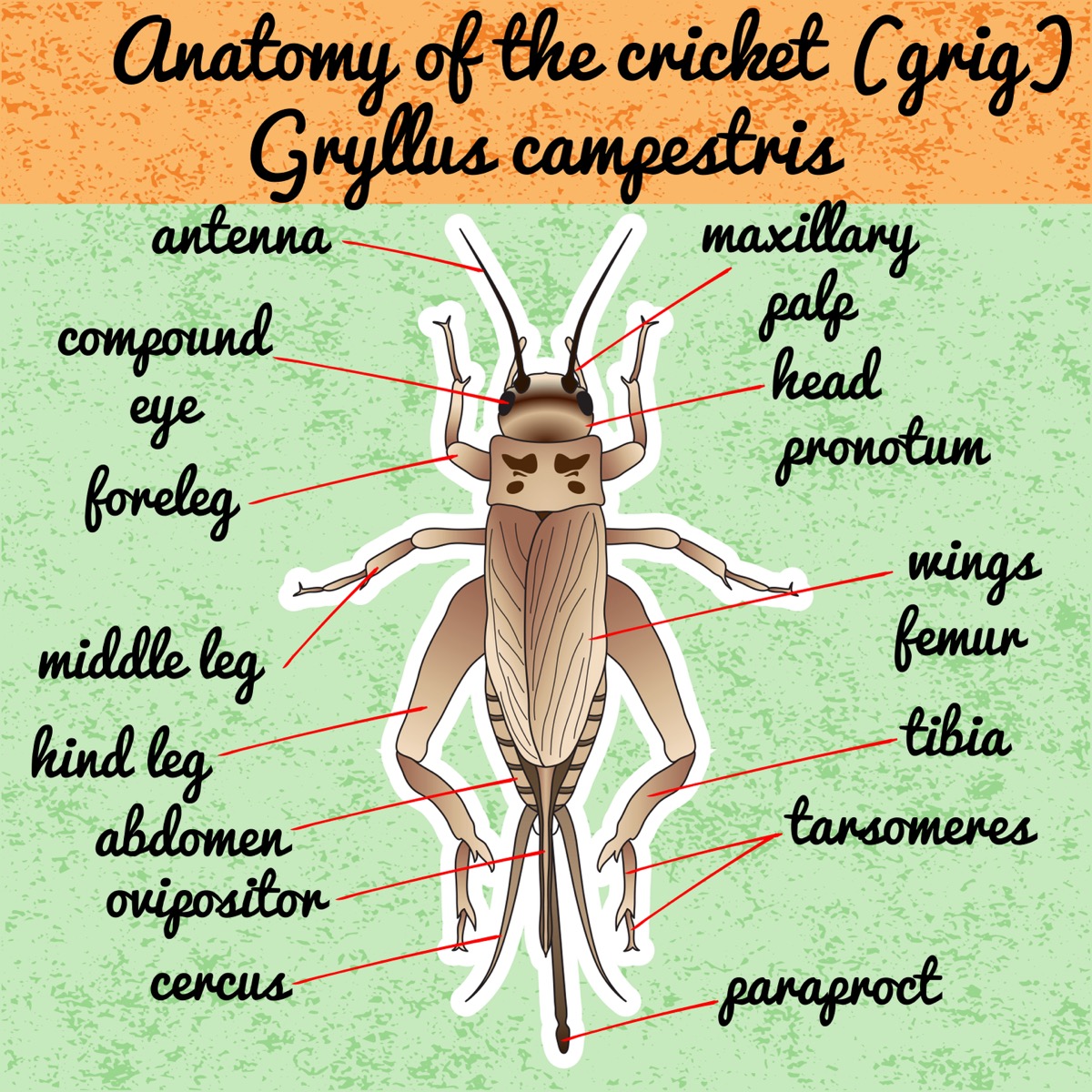 A diagram labeling the parts of a cricket.