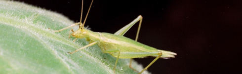 Snowy Tree Cricket