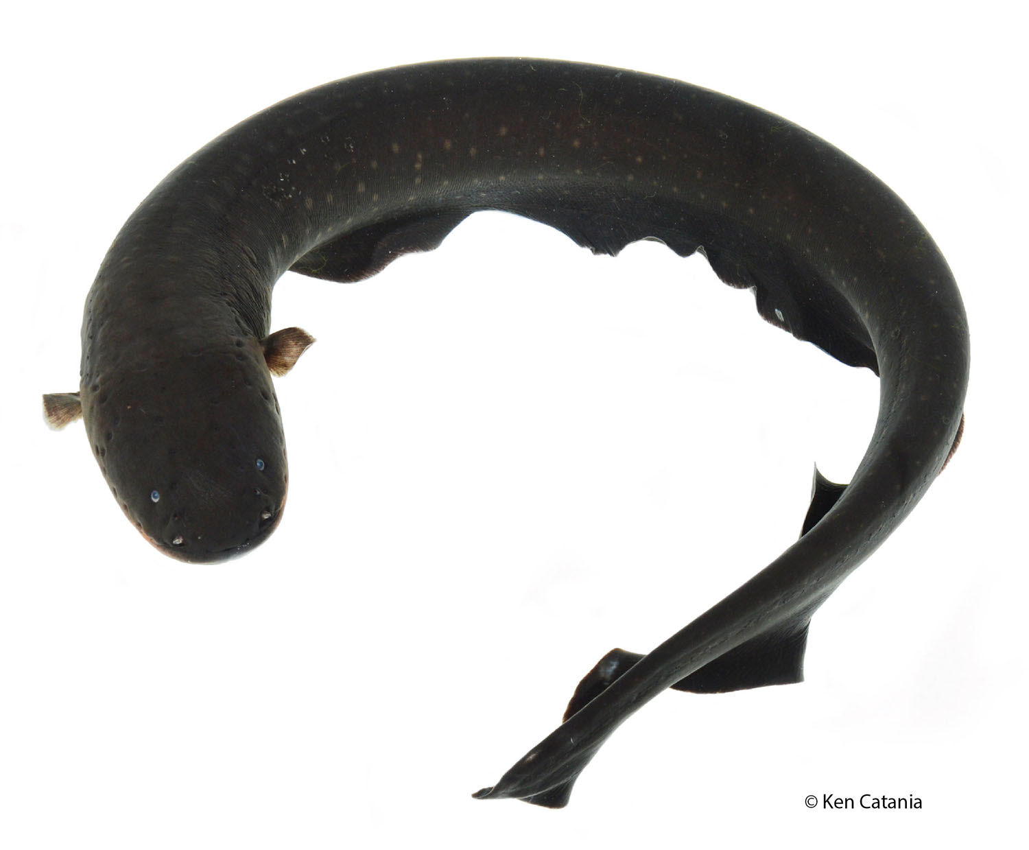 Scientists shocked to discover two new species of electric eel
