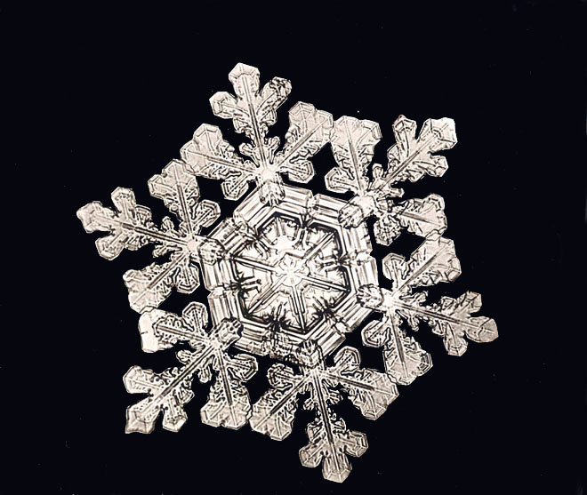 Picture of the Week: A Single Snowflake