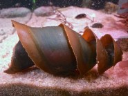 Twist Your Mind Around A Shark Egg Case