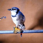 Tricky Species: Blue Jays, Killdeer, Viceroy Butterflies