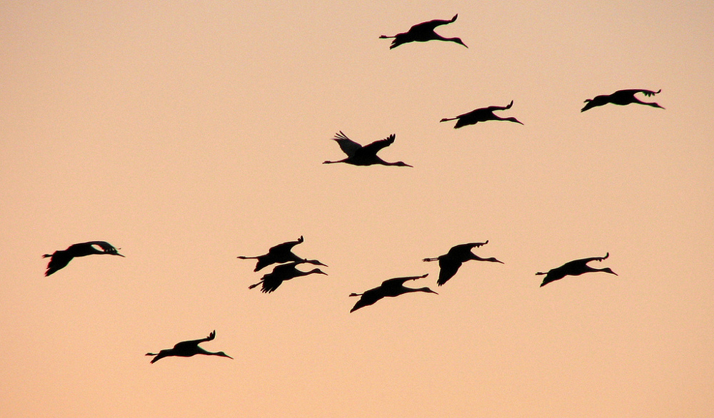 Birding the Fall Migration - Science Friday