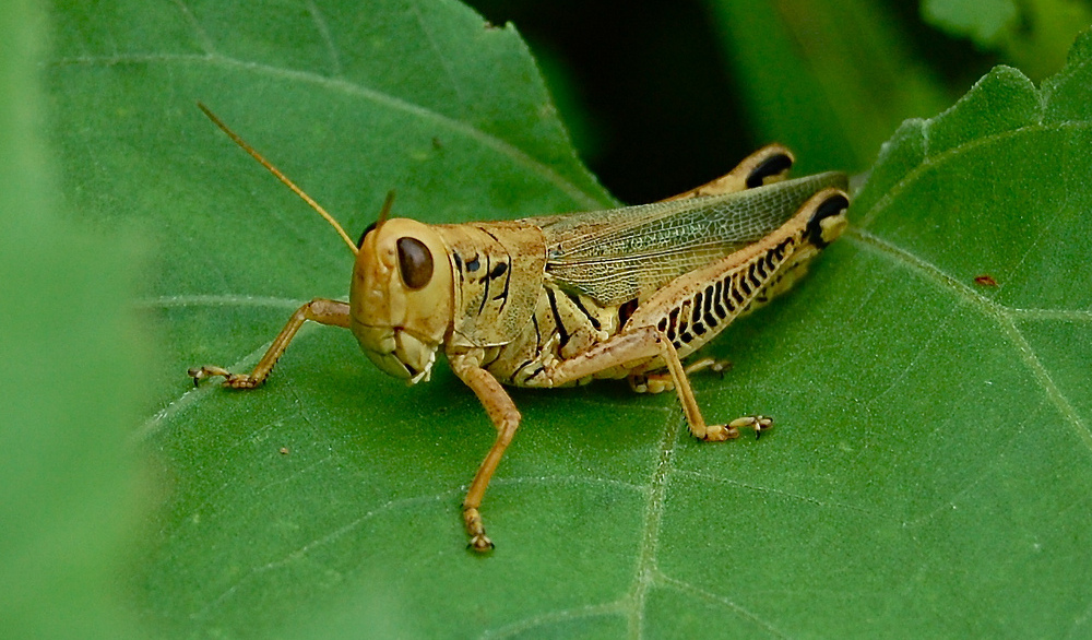 why-do-insects-bug-us-science-friday