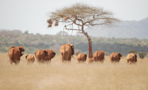 Why Are Elephant Ears So Big? And Other Pachyderm Questions - Science