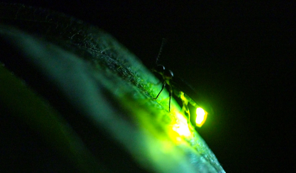 Celebrating Nature's Summer Light Show, Fireflies - Science Friday