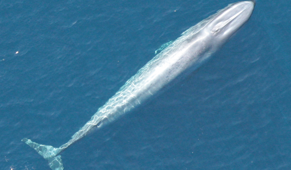 After 40 Years, a Blue Whale Population Bounces Back - Science Friday