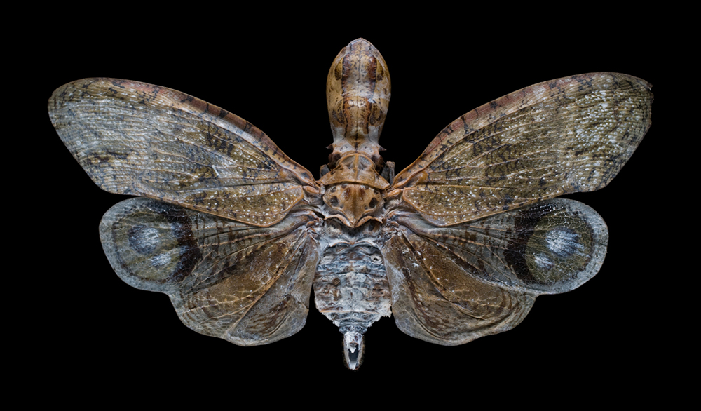 Piecing Together the Puzzle of Insect Evolution - Science Friday