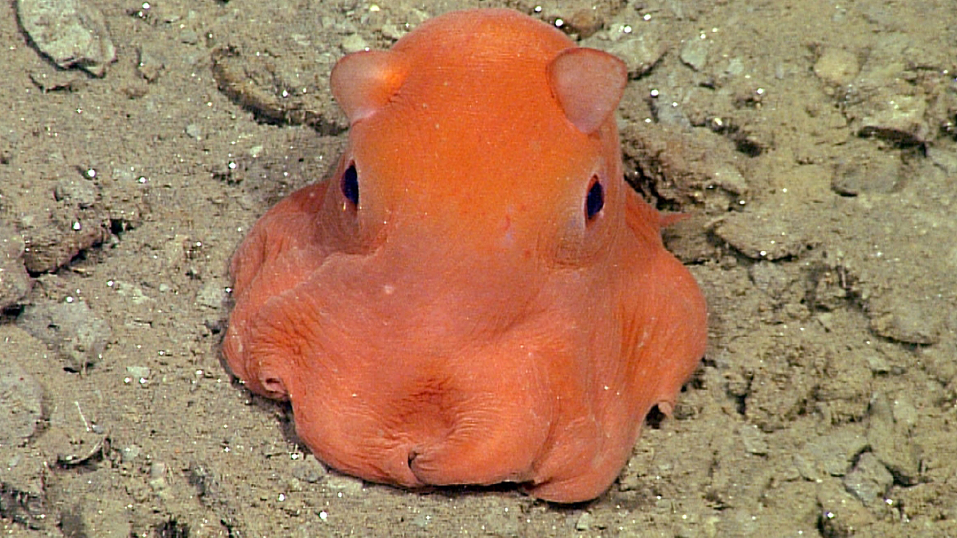 isn-t-this-octopus-adorabilis-science-friday