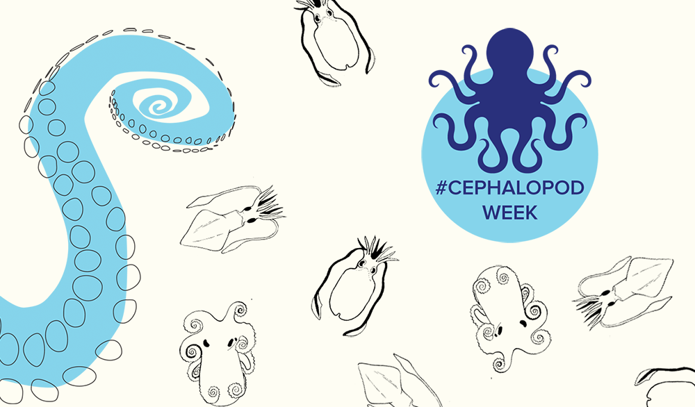 Cephalopod Week Is Back Science Friday