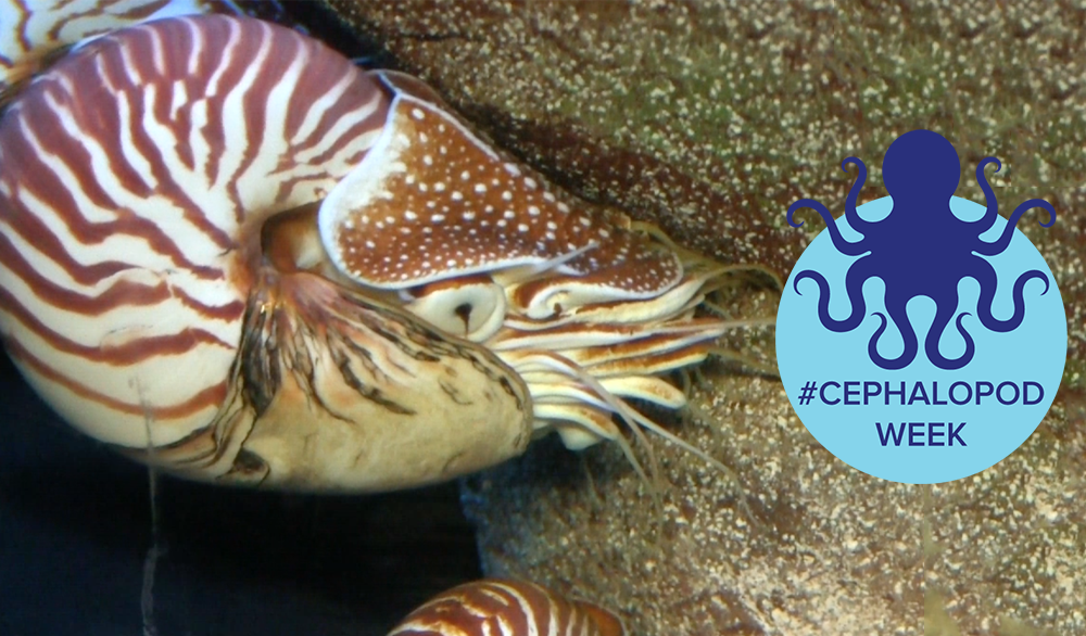 Cephalopod Week WrapUp Science Friday