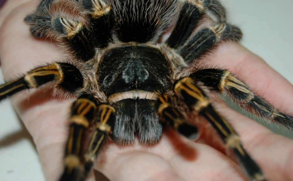 Breaking Out Of A Web Of Fear - Science Friday