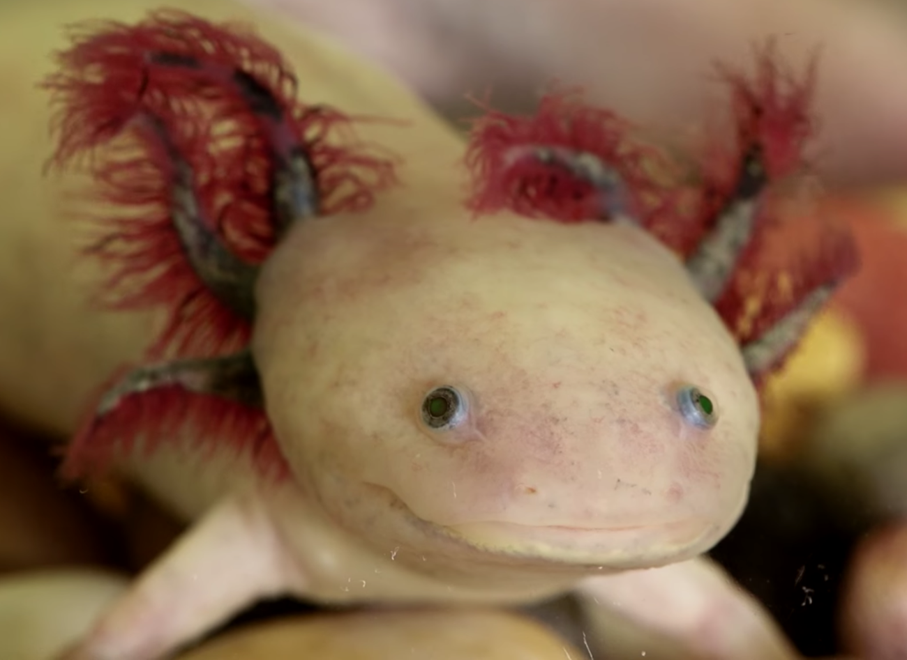 axolotl snugglies