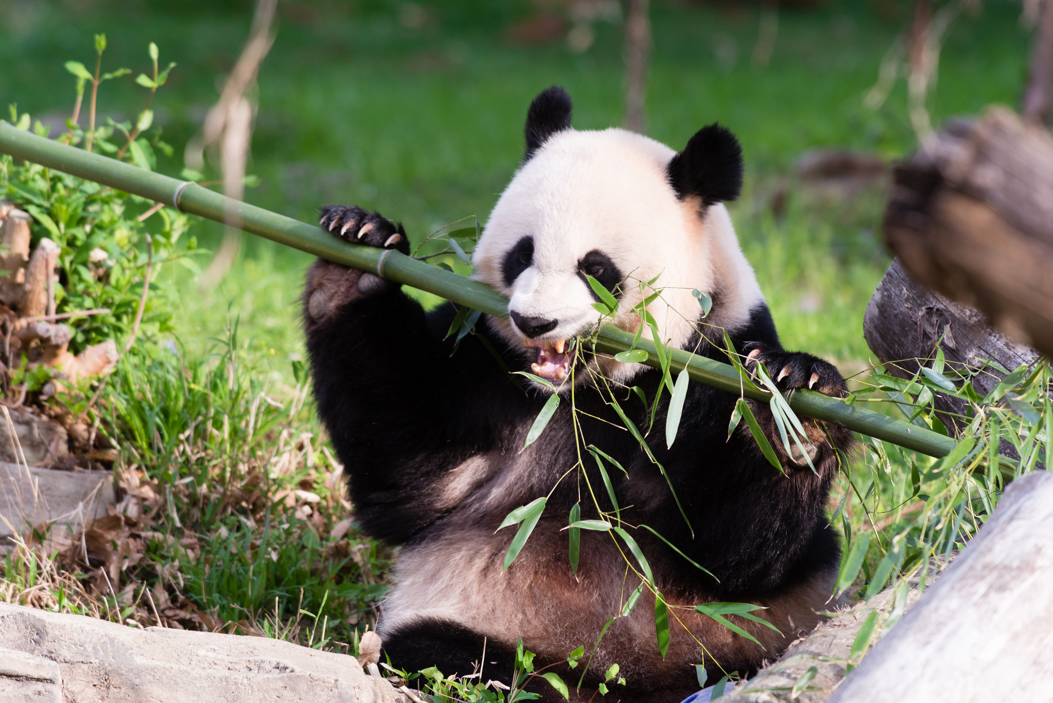 Quiz: Is This Panda Pregnant?