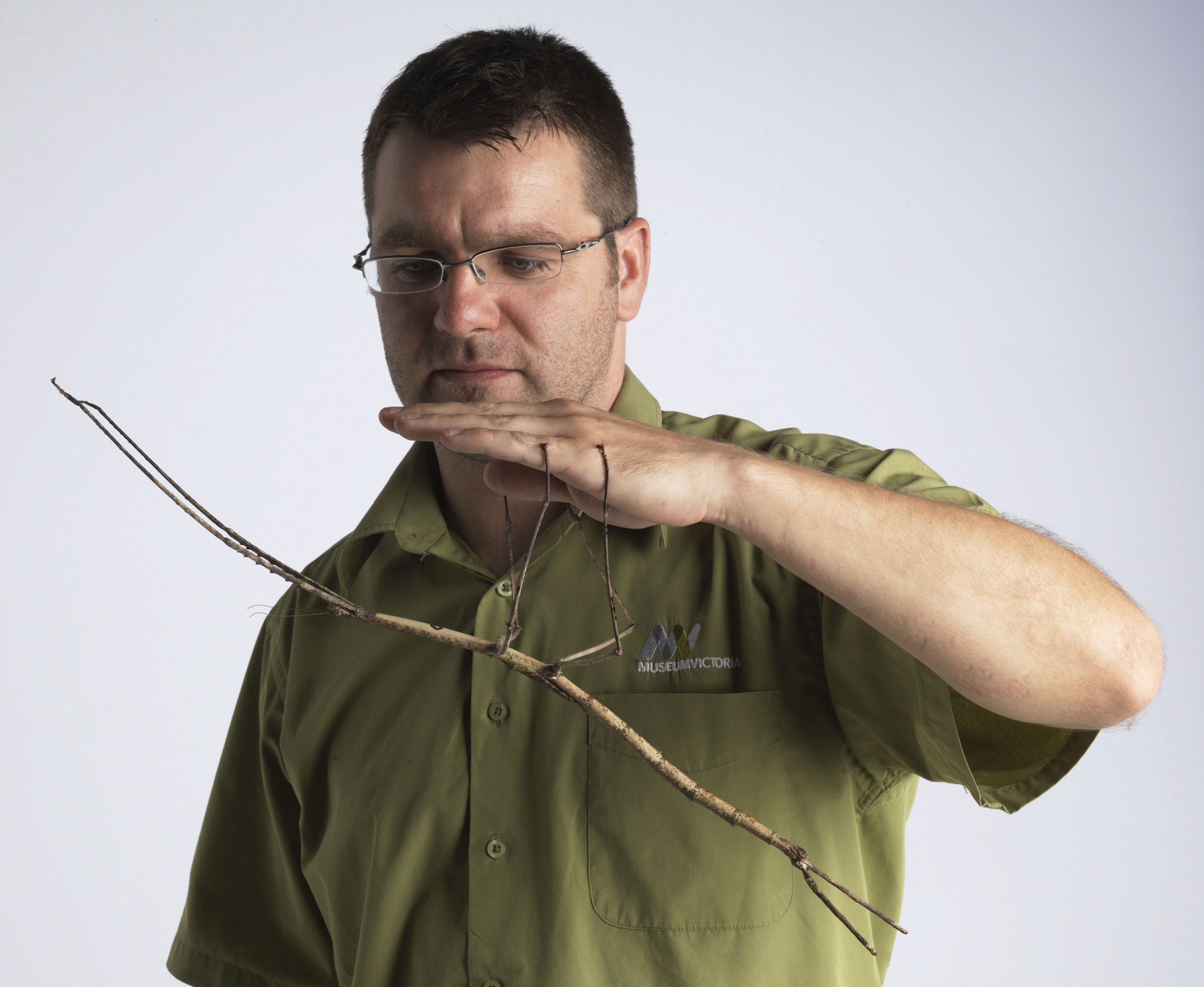 behold-the-gargantuan-stick-insect