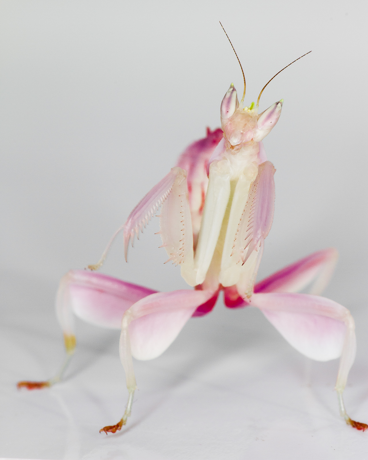 Unraveling The Orchid Mantis Mystery 7855