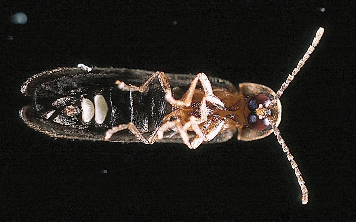 The Eerie Glow Of Blue Ghost Fireflies Science Friday