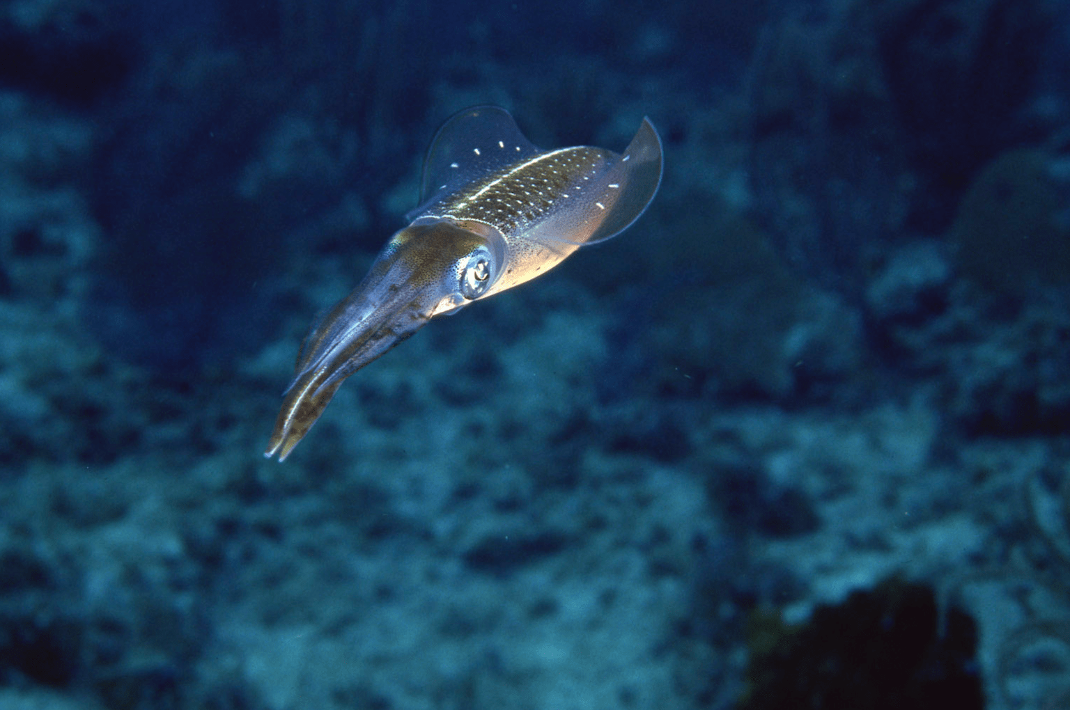 Secrets of Cephalopod Camouflage - Science Friday