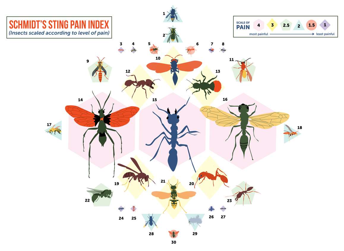 From ‘Nettles’ to ‘Volcano,’ a Pain Scale for Insect Stings - Science