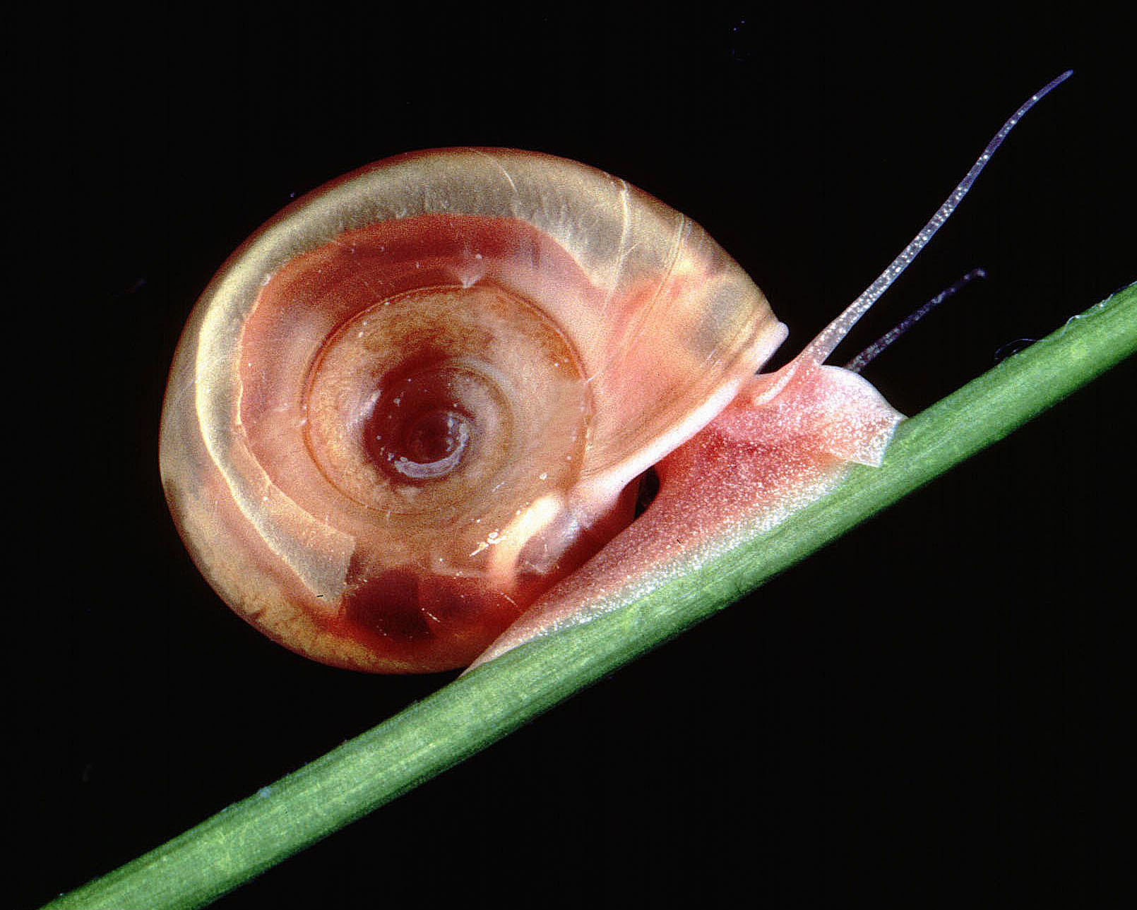 snails-anatomy-the-fascinating-body-of-mollusks-2024-updated