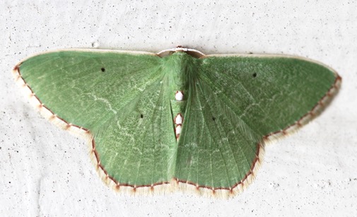 Are Moths Attracted to Light and UV Light?