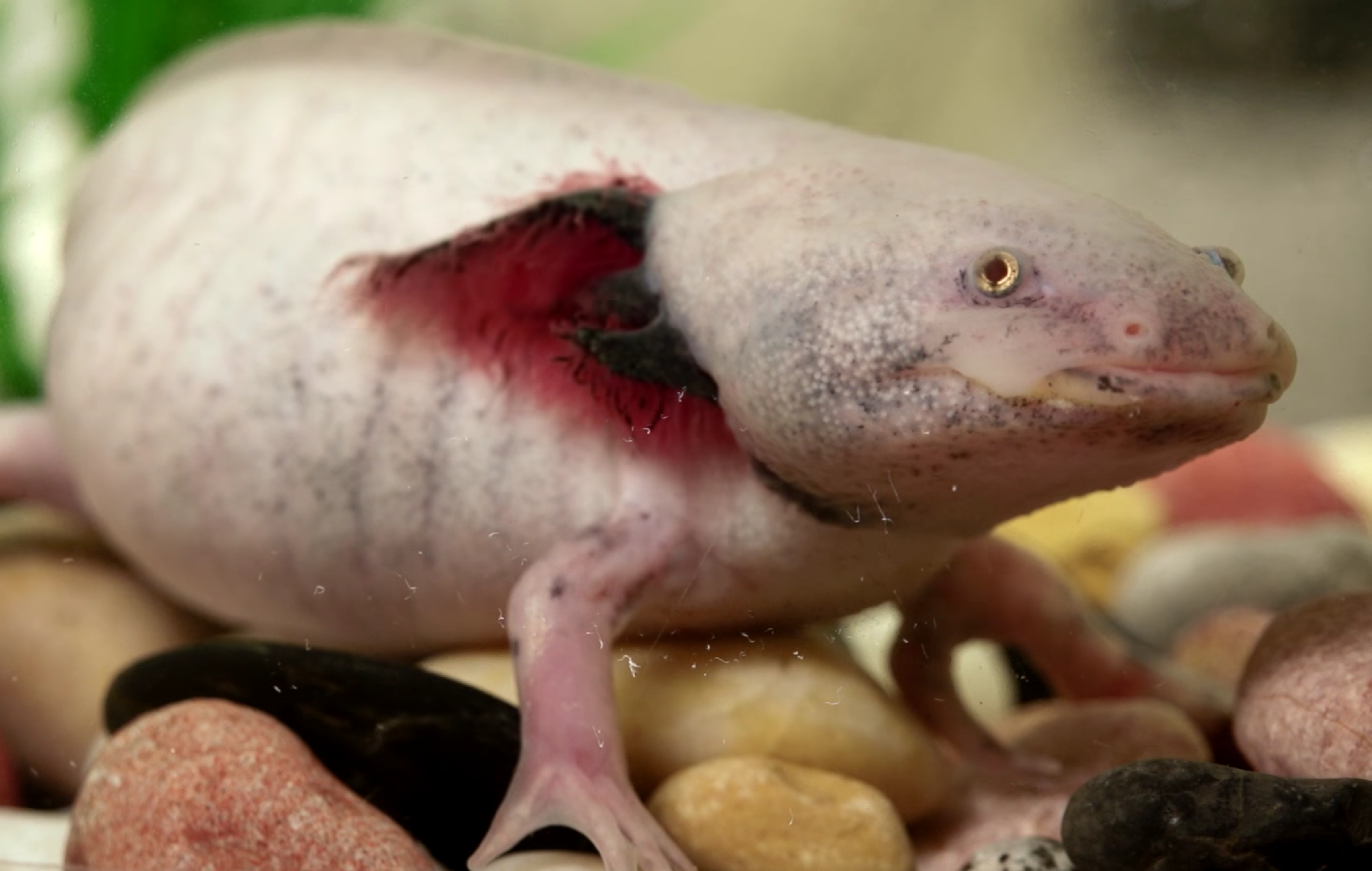 The Axolotl: A Cut Above the Rest - Science Friday