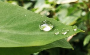 A close-up of a bright green leaf with droplets of water sitting on it.