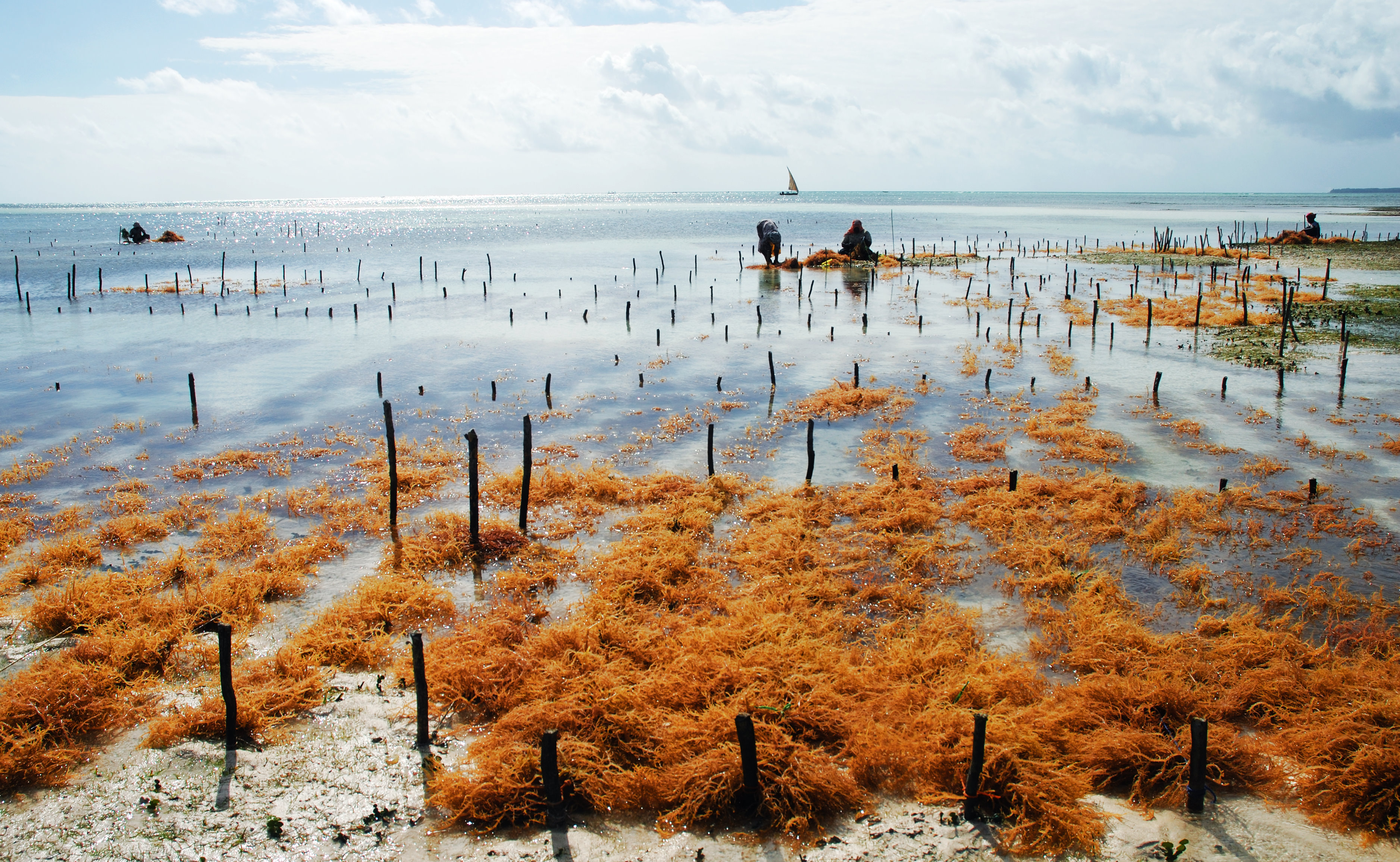 is-a-seaweed-boom-a-boon-science-friday