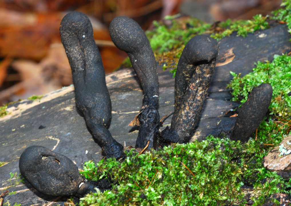 Dont Be Scared Of These Dead Mans Fingers