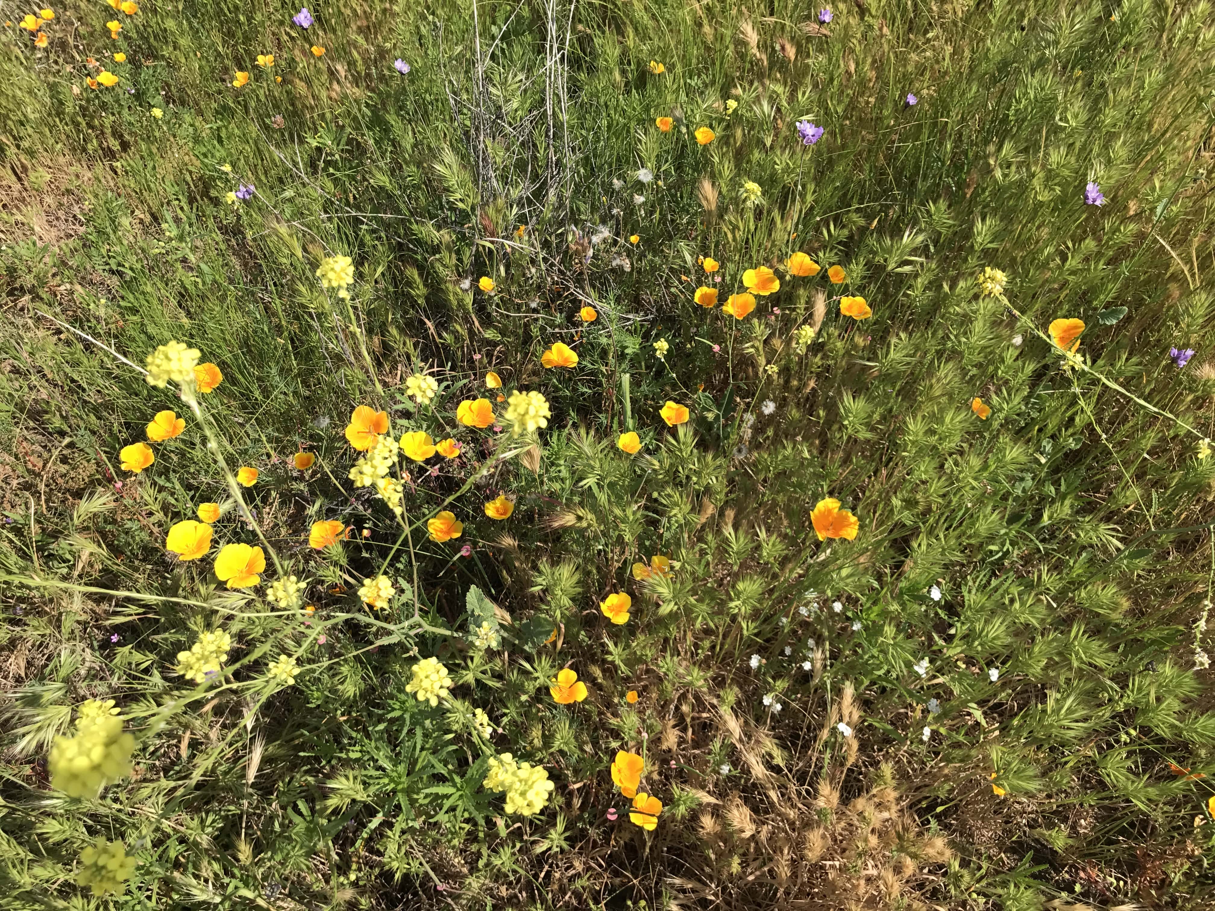 Where To Find Wildflowers? Experts Weigh In