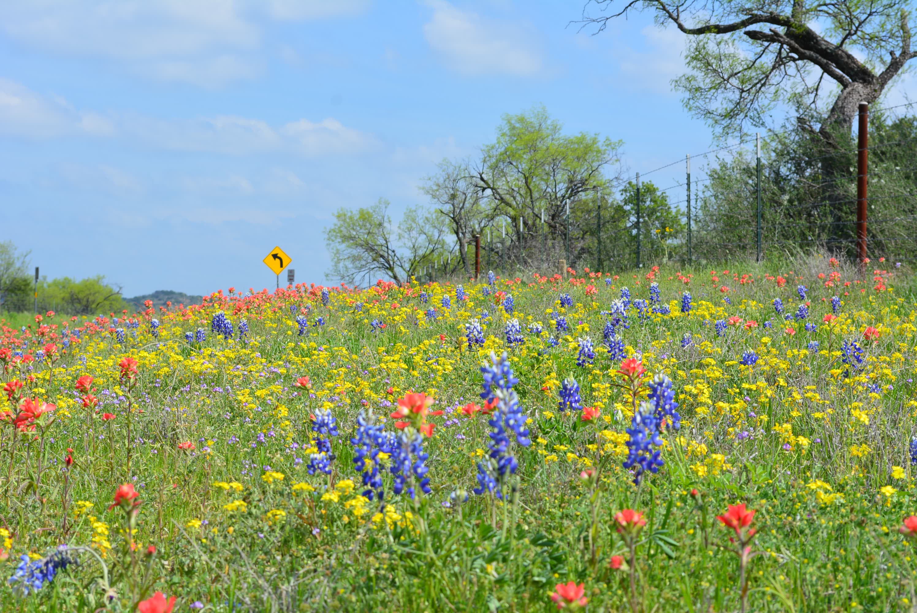 Where To Find Wildflowers? Experts Weigh In