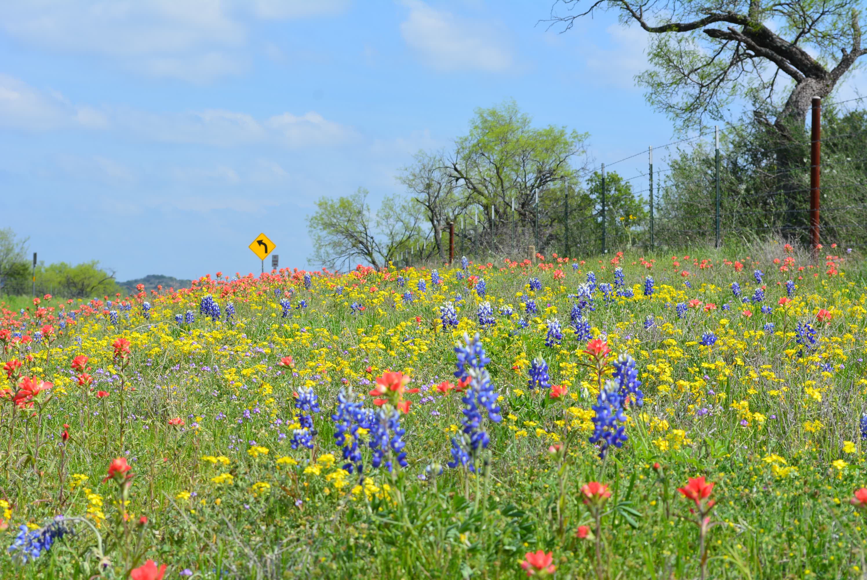 Wildflowers