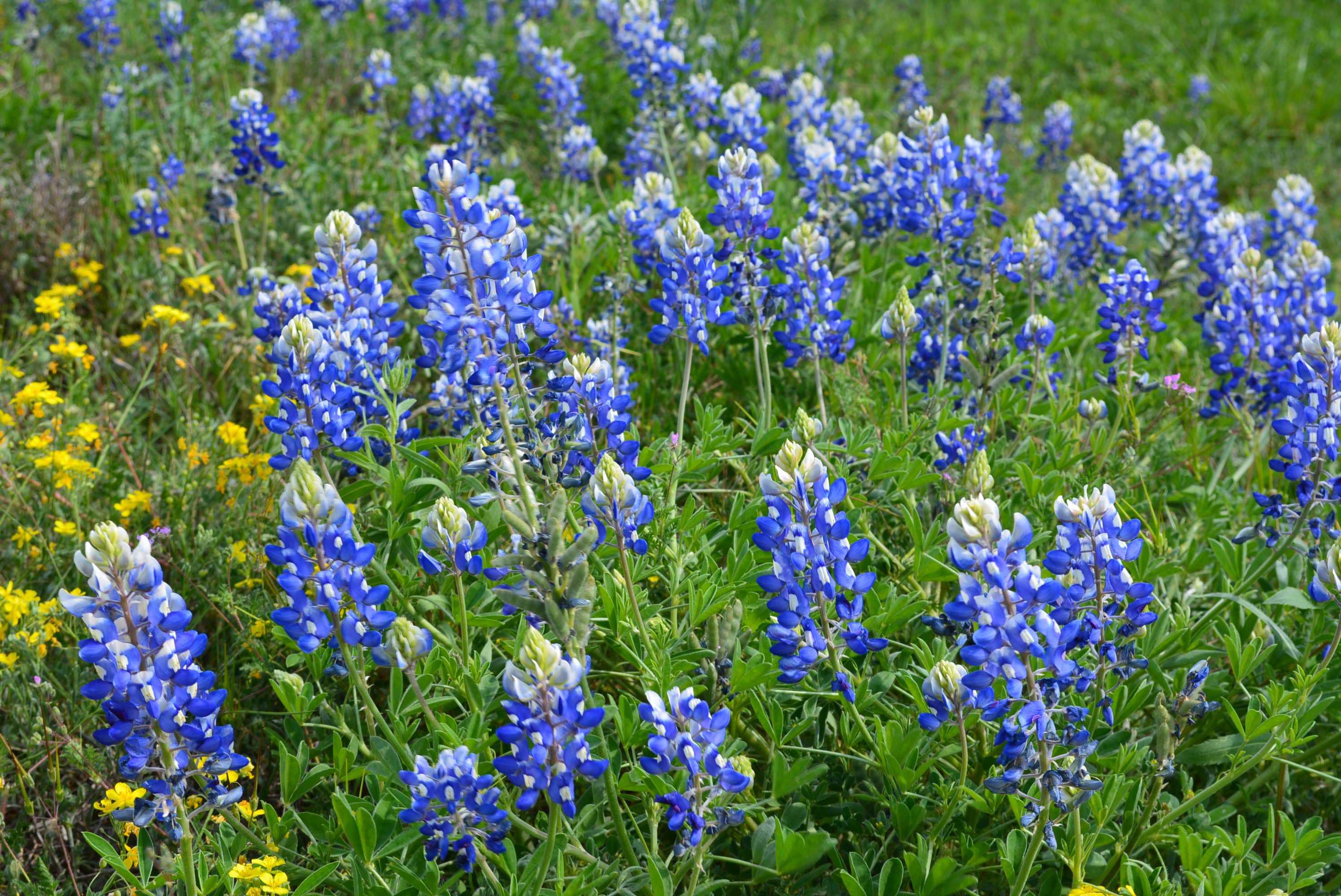 Superblooms Are a 'Smorgasbord' for Bees - Science Friday