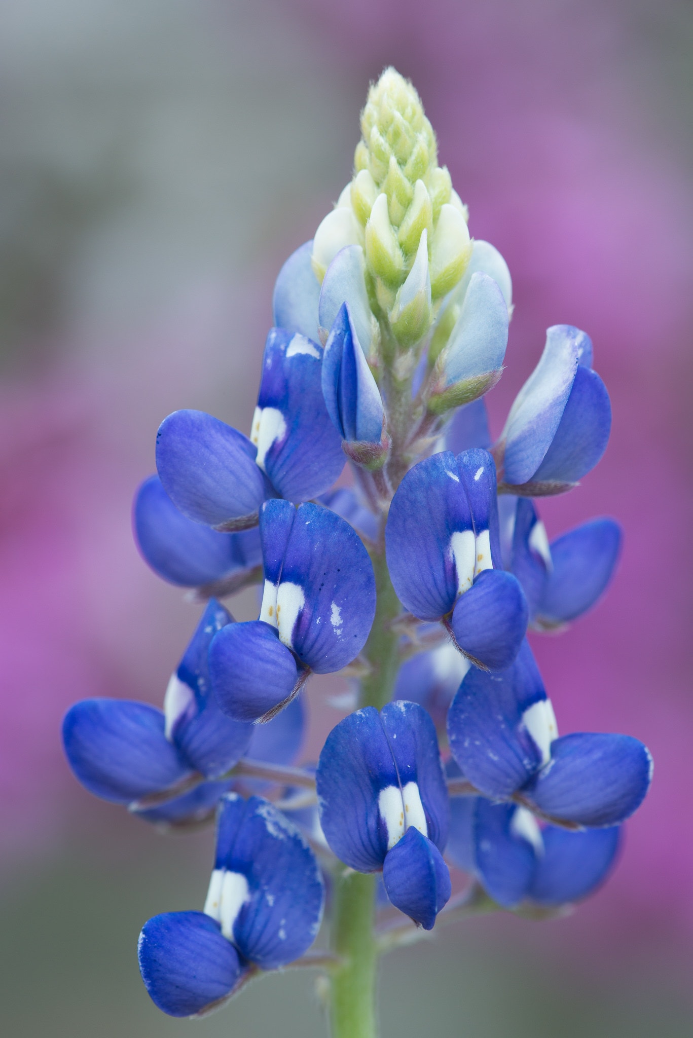 Where To Find Wildflowers? Experts Weigh In