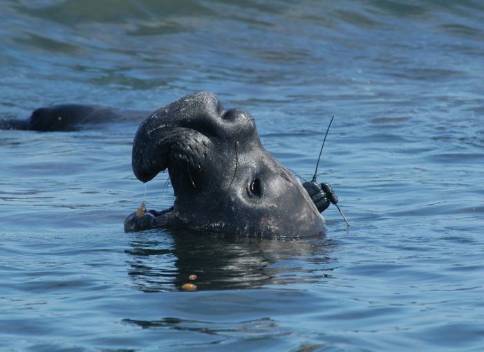 Elephant Seals Take Power Naps During Deep Ocean Dives - The New York Times