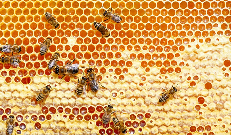 Hexagonal honey comb from a Cathedral Hive