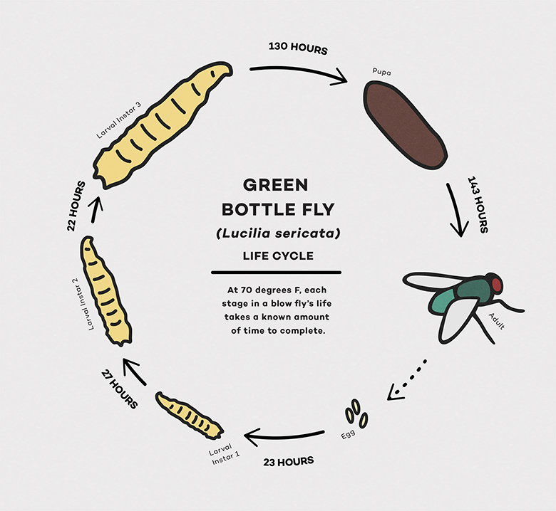 Smell That Its Forensic Entomology At The Body Farm