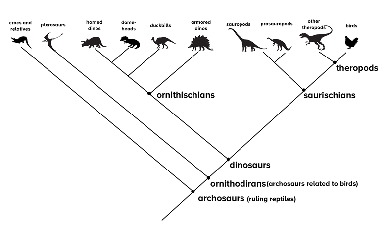 How Do You Figure Out How Dinosaurs Walked?