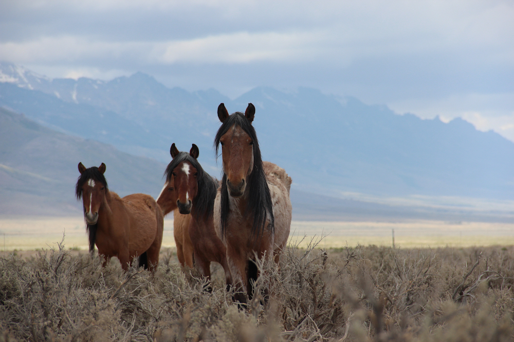 When Mustang Populations Run Wild