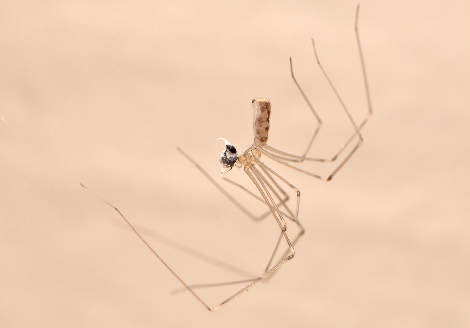 long bodied cellar spider poisonous