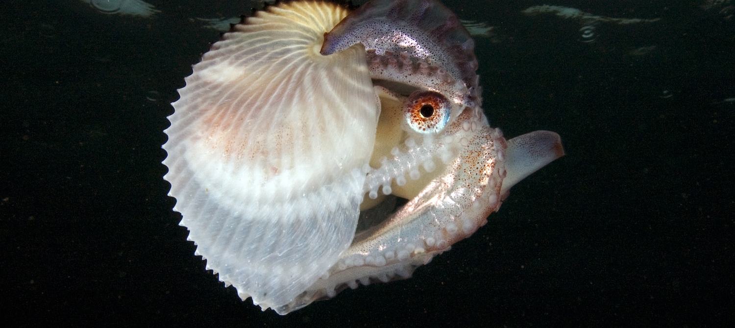 a small octopus nestled inside a slightly transparent white ribbed shell. you can see its eye and arms curled inside