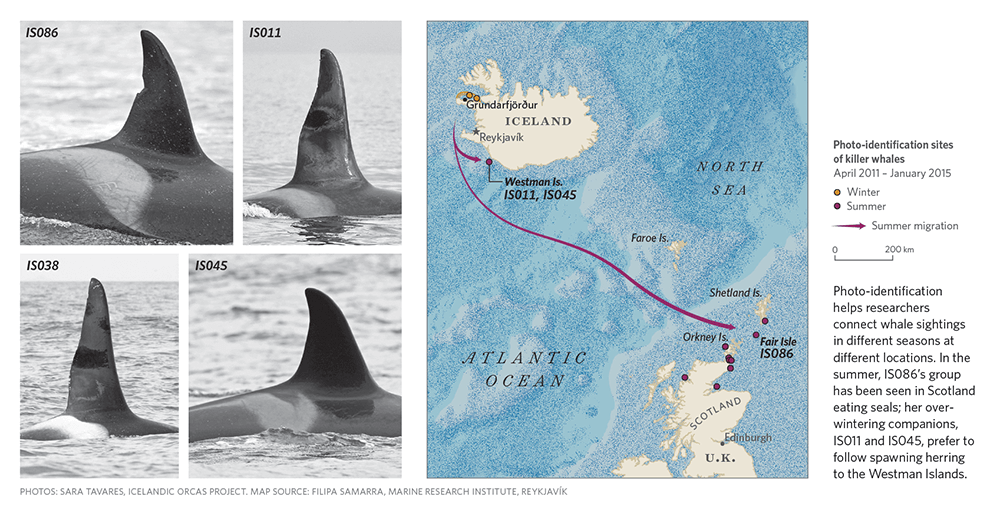 Mapping The Journey Of Marine Animal Migrations