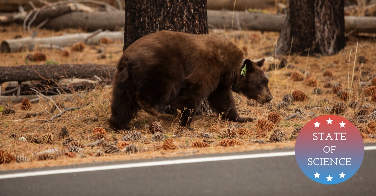 Yosemite rangers try to keep hungry bears away from humans – The Mercury  News