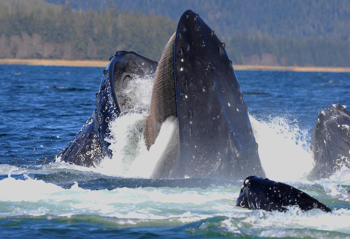 How Whales Got Their Mouth Bristles