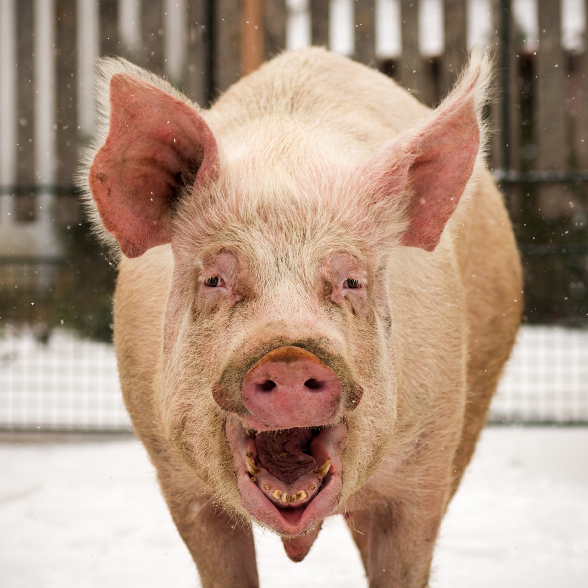 Researchers have managed to keep cells functioning in pig brains hours afte...