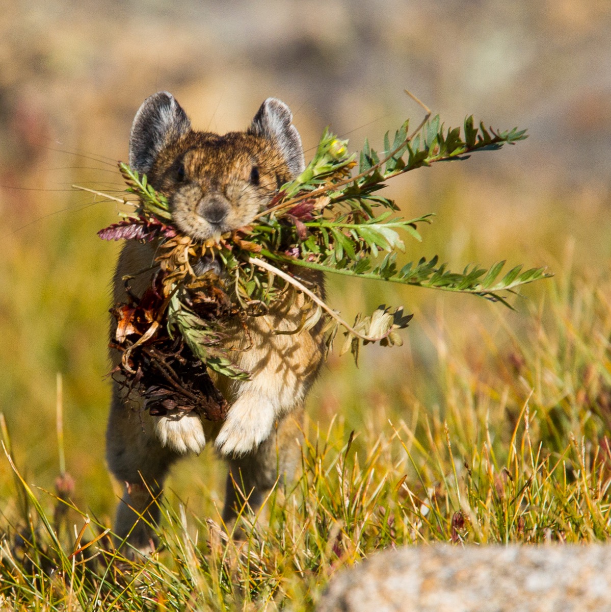 How Climate Change Threatens Pikas