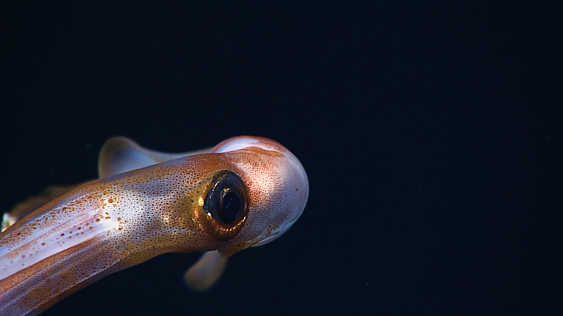A Squid's Eye View - Science Friday