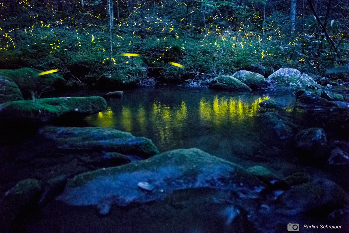 disappearing fireflies firefly conservation amp research