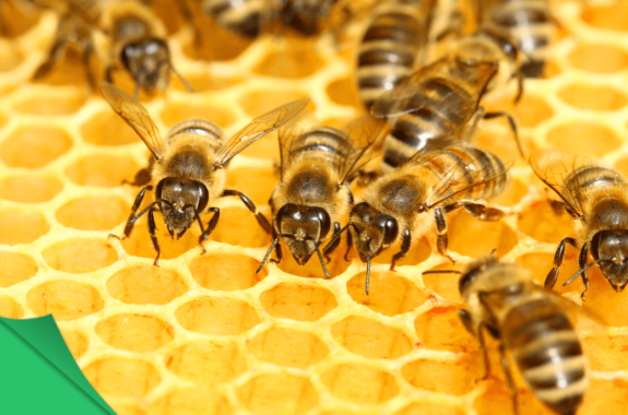 Why Honey Bees Use Hexagons - Carolina Honeybees